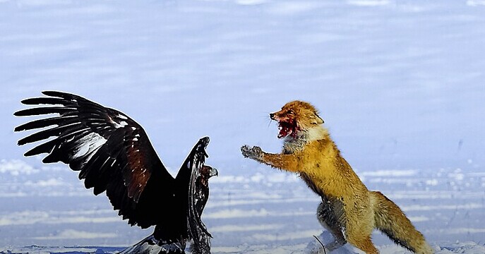 瘋狂之后合并落幕，血雨腥風(fēng)的O2O下一年還有何隱憂？|餐飲界
