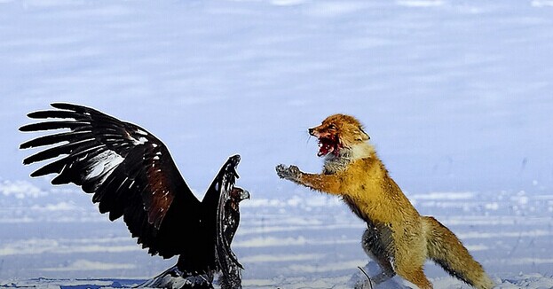  瘋狂之后合并落幕，血雨腥風(fēng)的O2O下一年還有何隱憂(yōu)？|餐飲界