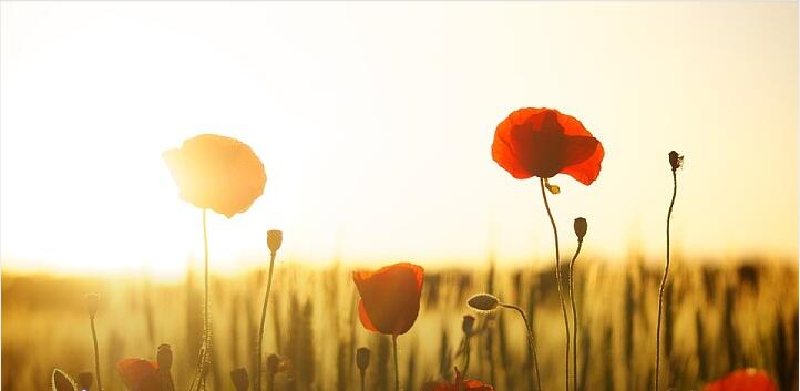 餐廳食品放罌粟殼，究竟是誰(shuí)的錯(cuò)