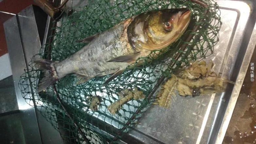 疑商家缺斤短兩，情侶“魚骨拼圖”維權(quán)