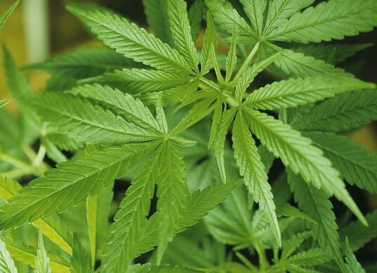 “4大長(zhǎng)壽菜”將蕨菜除名，新成員是火麻|餐飲界