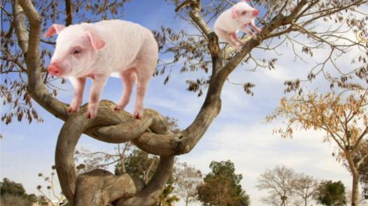 餐飲創(chuàng)業(yè)要搶占風(fēng)口，但別讓豬來(lái)學(xué)上樹(shù)