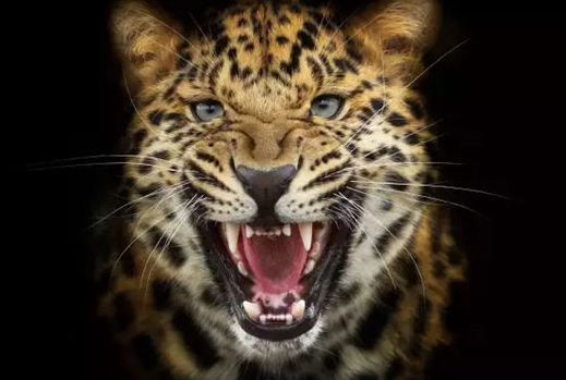 ＂窺斑見豹＂，看餐飲連鎖中的西式管理