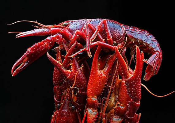 小龍蝦已經(jīng)成為紅海，還適合跟風(fēng)嗎？|餐飲界