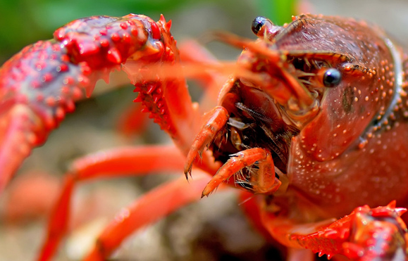 瘋狂的小龍蝦，瘋狂的餐飲業(yè)！這到底怎么了？|餐飲界