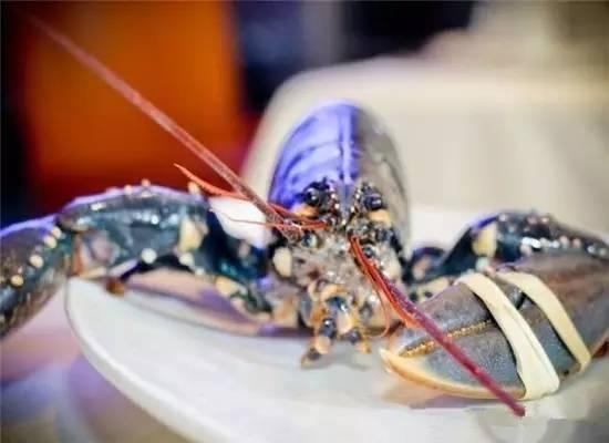 知識庫｜200萬只龍蝦中才出現(xiàn)1只藍(lán)龍蝦，太矜貴了！|餐飲界