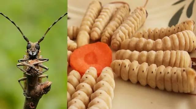 知識庫｜蟲類食材身價勝人參，餐廳秋冬菜譜敢放不？|餐飲界