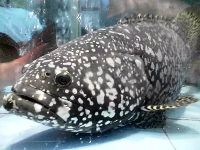 知識庫｜一條魚賣5萬元？餐飲人快來看值不值？