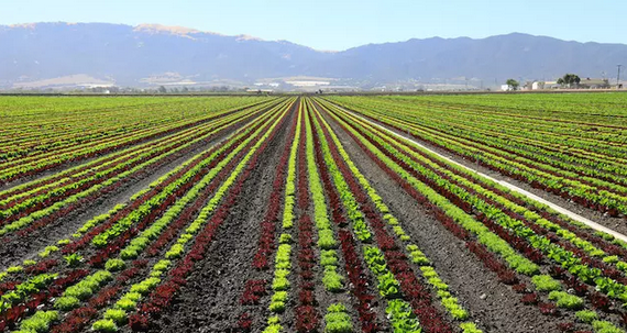 這地方為全美國(guó)“種沙拉”，但工人的餐桌上卻沒(méi)有蔬菜