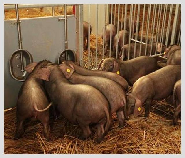 把豬賣出天價(jià)，餐飲人都應(yīng)該學(xué)學(xué)丁磊講故事的能力|餐飲界