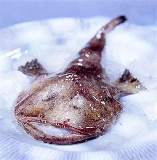 知識庫｜奇丑卻極美味的魚，餐廳趕緊上新菜！