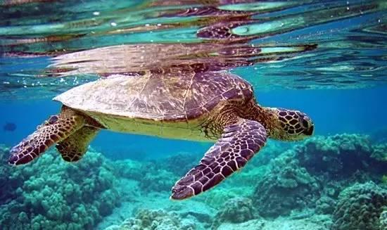 知識(shí)庫｜餐飲人需注意，這些野味吃了要坐牢！