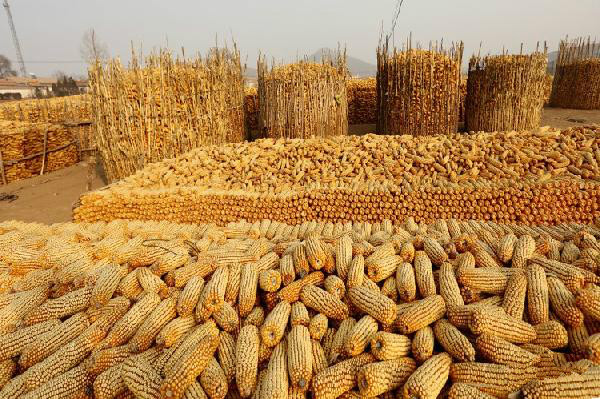 米賤傷餐，“玉米城市”餐飲預警！