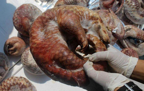 浙江某餐廳收購(gòu)77只活體穿山甲制作菜肴 老板獲刑