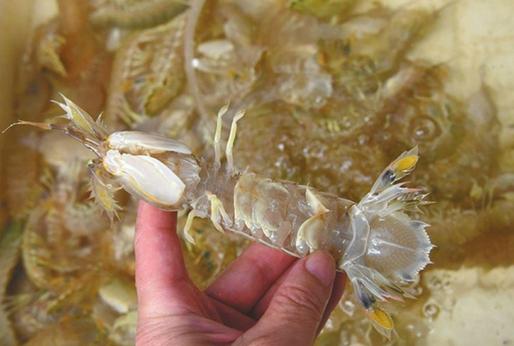 人為注膠讓皮皮蝦增重？專家辟謠:那是蝦黃和蝦膏