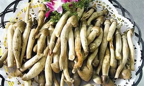 荔枝菌，可遇不可求的“嶺南菌王”