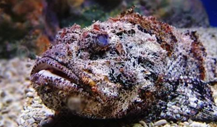 知識(shí)庫(kù)｜如何處理、烹飪世界最毒的海魚(yú)？