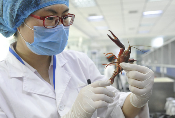 吃小龍蝦的季節(jié)也要注意衛(wèi)生！隨機(jī)買3份小龍蝦 2份檢出寄生蟲