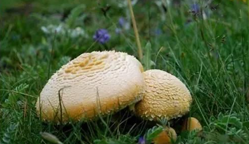 知識(shí)庫(kù)｜讓慈禧都贊嘆不已的食材，餐廳菜牌趕緊加上