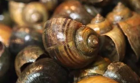 餐廳出售福壽螺就是黑心商家？這個鍋我們不背！