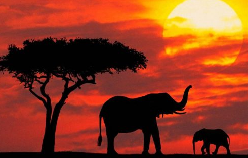 追逐野生動物的足跡，體驗一場狂野的肯尼亞美食之旅