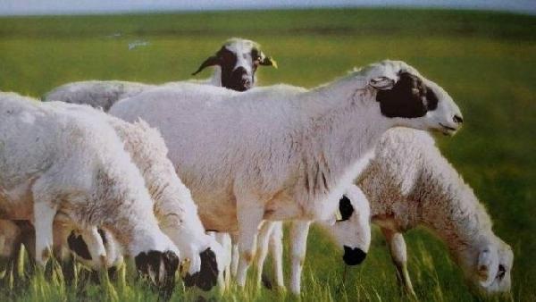 蒙地鮮蔬羊肉，為餐飲企業(yè)量身定制的羊肉新品類