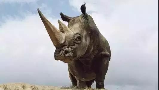 餐飲業(yè)最大的“灰犀牛”，你不可不重視！|餐飲界