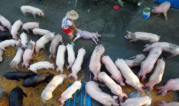 豬肉消費(fèi)總量連年下滑，人們沒那么愛吃肉了嗎？|餐飲界