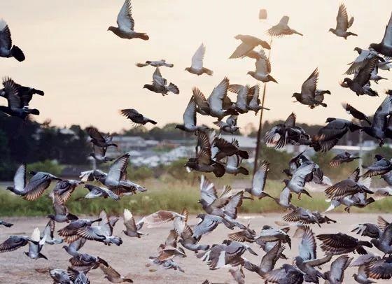 一只正宗的紅燒乳鴿是怎么樣的？