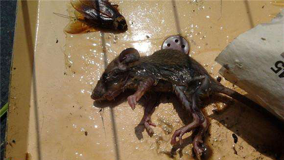 活老鼠蹦進(jìn)火鍋里，餐廳負(fù)責(zé)人：與餐廳無關(guān)，是顧客把老鼠嚇的