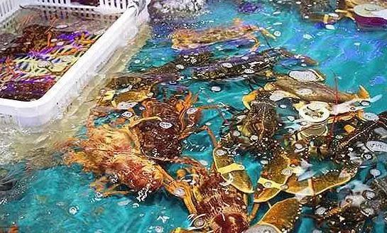 海鮮之戰(zhàn)：上半場活鮮炒作已曲終，下半場冷凍海鮮厚積薄發(fā)？|餐飲界