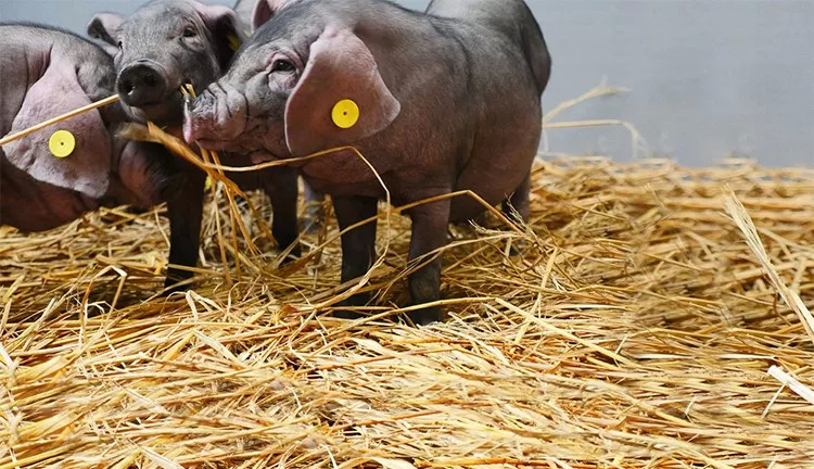 網(wǎng)紅味央豬尋找全球廚房合伙人：我有肉，你有廚房嗎？ | 熱點(diǎn)