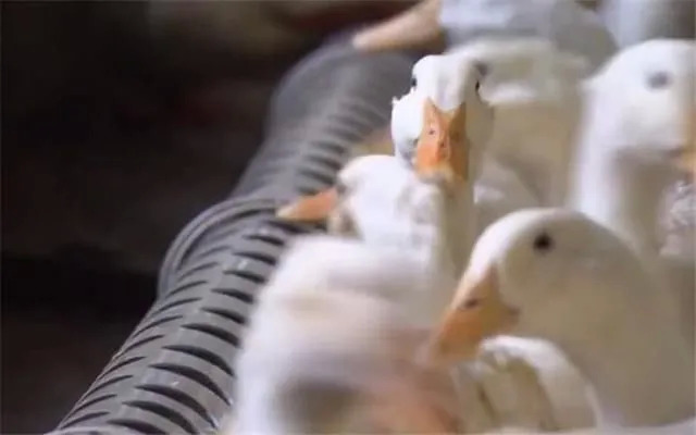 今晚20:00鴨品類專場直播：探尋鴨類新消費場景！