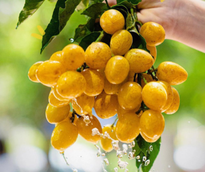 奈雪&喜茶爆火油柑與黃皮背后，是新茶飲鐵打的“模仿”圈！|餐飲界