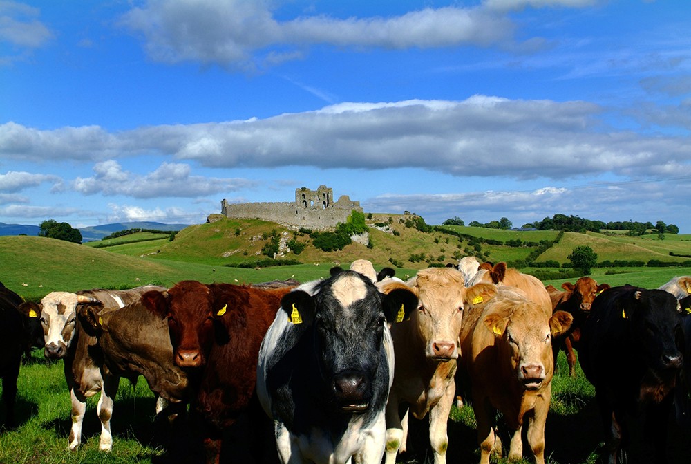 重磅！愛(ài)爾蘭牛肉恢復(fù)對(duì)華出口