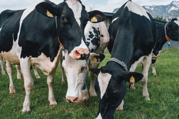 優(yōu)然牧業(yè)攜手勃林格殷格翰打造國(guó)內(nèi)首張動(dòng)物健康領(lǐng)域碳足跡認(rèn)證證書(shū)