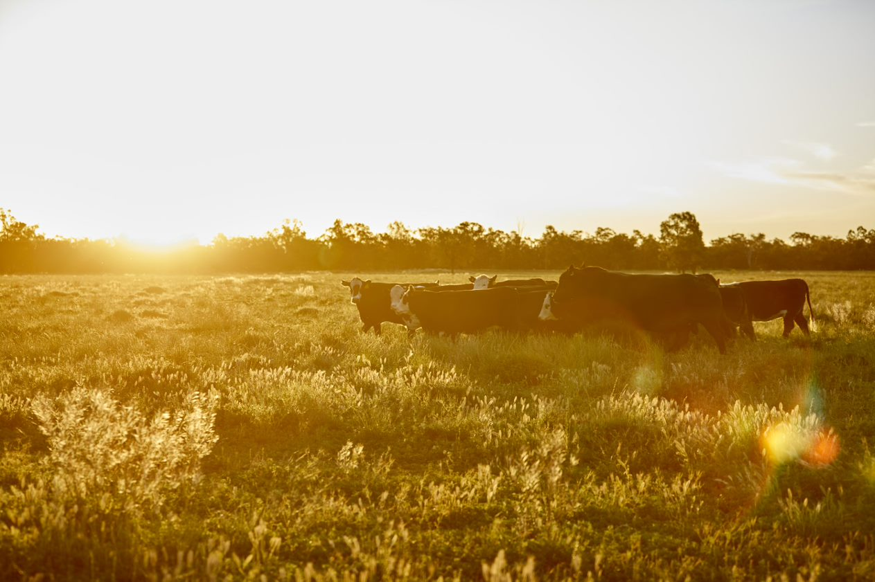 打造冬日美好生活！澳洲牛羊肉菜譜征集大賽圓滿收官！