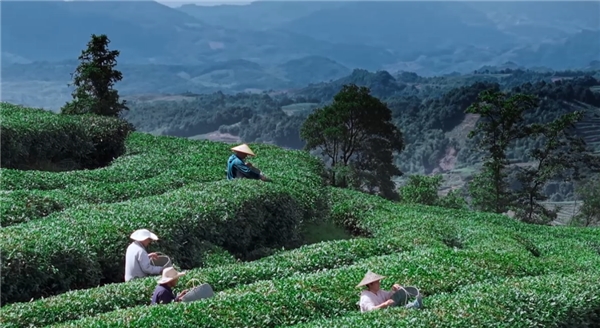 奢配180斤茉莉花，檸季讓香氣沉浸至最后一口