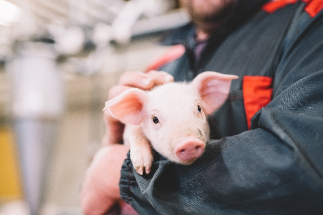 芬蘭無抗生素肉品專家Atria阿特睿教你挑肉小妙招：買肉不能只看肉質(zhì)，還要看動物福利標(biāo)準(zhǔn)