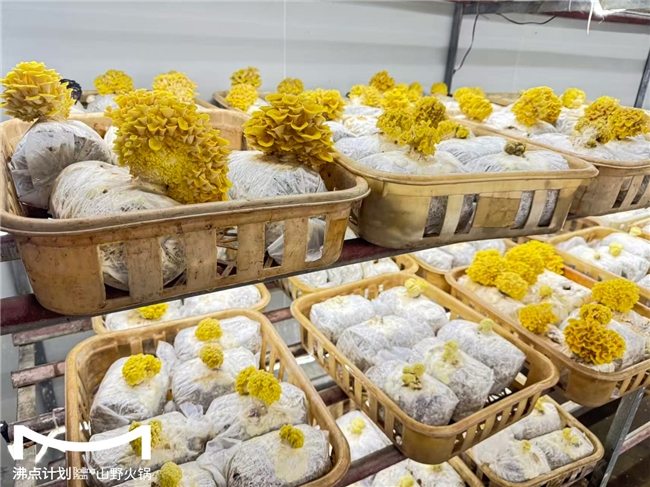 沸點計劃發(fā)布“山海供應(yīng)鏈”戰(zhàn)略：投建十大生態(tài)基地，護(hù)航萬店擴張